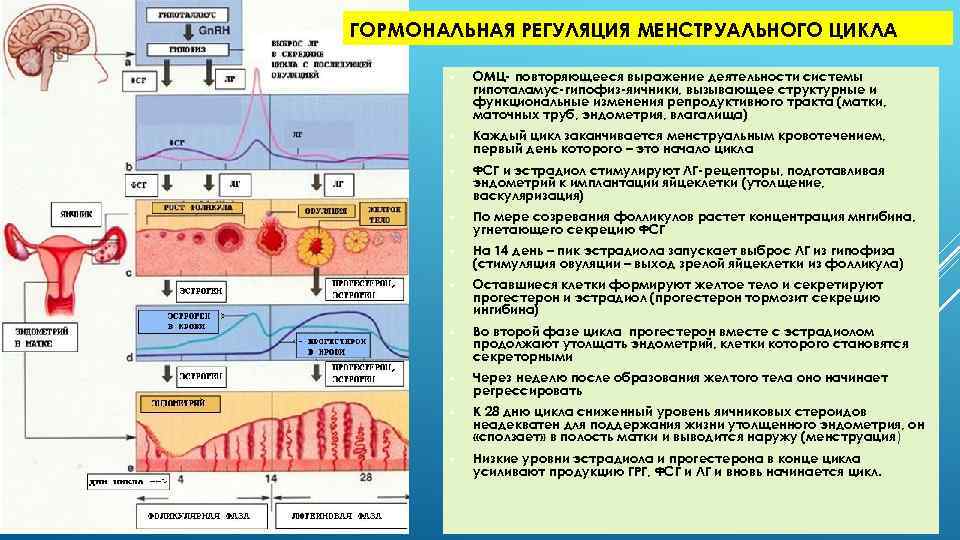 Панкреатит и пол: влияние половых гормонов на развитие болезни