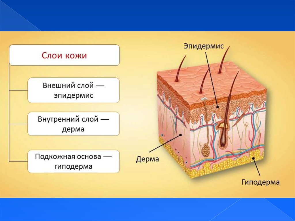 строение подж
