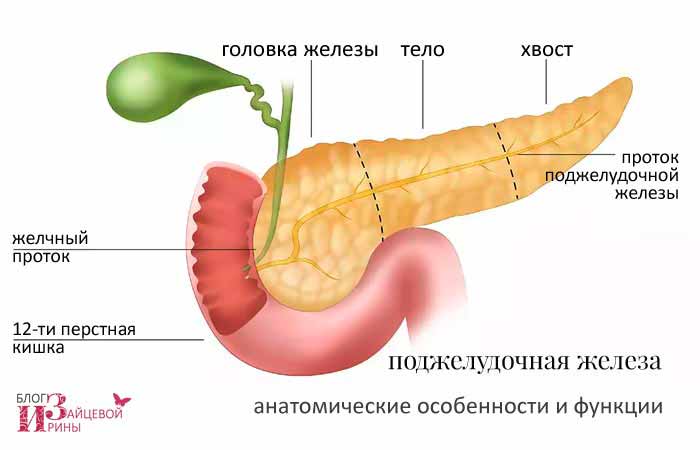 мëд полезен для поджелудочнрй железы?