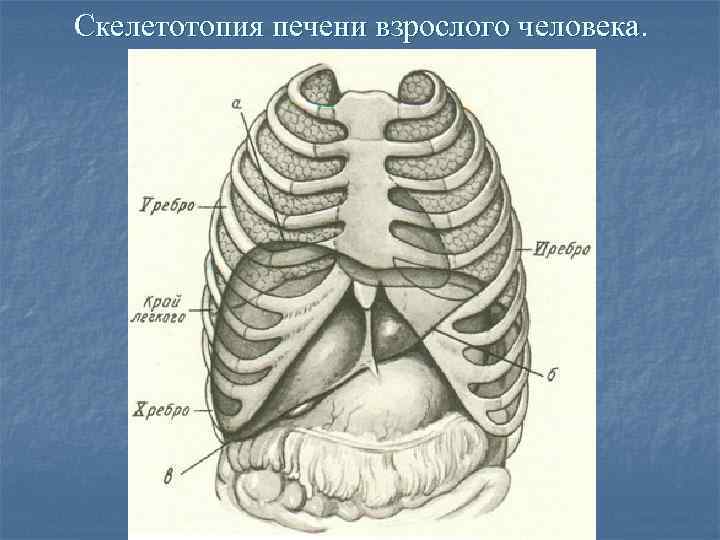 скелетотопия поджелудочной железы